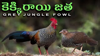 grey jungle fowl pair అడవి కెక్కిర జత [upl. by Arteid590]