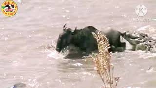 the great migration of Masai mara and crocodiles hunting wildebeest [upl. by Llekcor1]