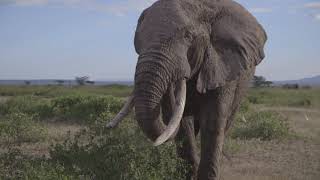 Amboseli 2014  David Yarrow Photography [upl. by Otilesoj]