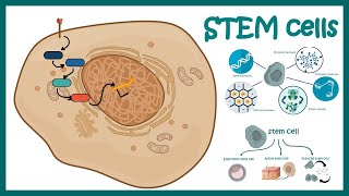 Stem cells  properties metabolism and clinical usage [upl. by Brookes153]