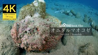 【4K 水中映像】オニダルマオコゼ  Devilfish  Stonefish  Synanceia verrucosa [upl. by Suillenroc978]