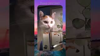 Смешные коты  С ОЗВУЧКОЙ  Смешные видео  Приколы с животными  Вирусные видео  cat trending [upl. by Concha]