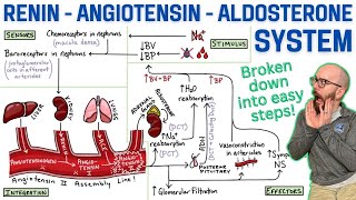 ReninAngiotensinAldosterone System RAA System  Made easy with a stepbystep explanation [upl. by Ammej]