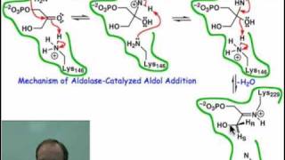 Mechanism of Aldolasecatalyzed Aldol Addition [upl. by Nossaj]