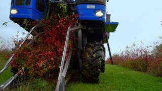 Rosehip harvest of Lito Berries fall 2016 [upl. by Crespi11]