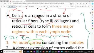 Lymph Node Histology and General Function [upl. by Vandyke]