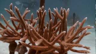 The Nature Conservancys underwater coral nursery project [upl. by Aiblis905]