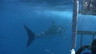 Great White Shark Cage Diving [upl. by Sitra159]