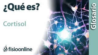 CORTISOL Qué es qué órgano la segrega efectos en qué estructuras del cuerpo actúa [upl. by Inaffyt]