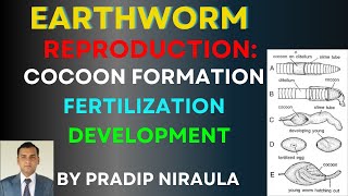 COCOON FORMATION FERTILIZATION AND DEVELOPMENT IN EARTHWORM I CLASS 11 ZOOLOGY II PRADIP NIRAULA [upl. by Pancho113]