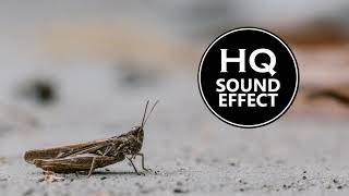 Cricket Sound Effect 1 Hour HQ Download link included [upl. by Evin]