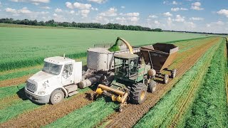 Chopping OATS 4 Feet Tall [upl. by Arinaj]