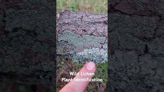 Wild Lichen Plant Identification  Medicinal Plants 🕊 herbalism foraging [upl. by Neliak]