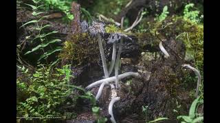 Ink Cap mushroom Timelapse fungi 19 [upl. by Gracia]