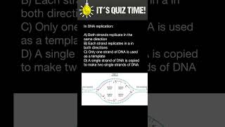 DNA Replication [upl. by Lemhar734]