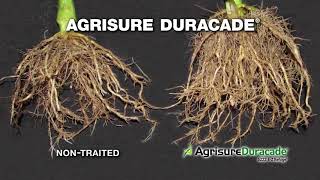 Duracade – An Excellent Tool for Corn Rootworm Management [upl. by Yunick257]