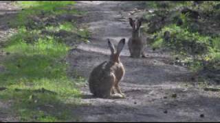 Zając szarak  Lepus europaeus [upl. by Chesney]