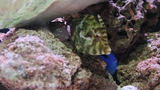 Aiptasia eating filefish the pest cleaner Acreichthys tomentosus [upl. by Virendra185]