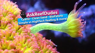 ReefDudes Saltwater Aquarium QampA  Cyano Cleaning Sand Biopellets simple vs high tech reefing [upl. by Leone]