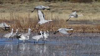 Sandhill Crane Take Off [upl. by Chaudoin]