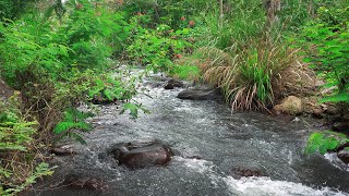 Forest river sounds River flowing sound Soothing river sounds for deep sleep Work focus ASMR [upl. by Ahsilrak777]