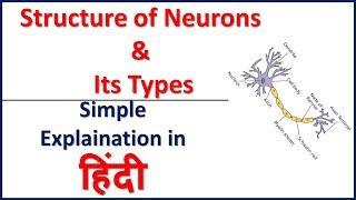 Structure of Neurons and Its Types Simple explaination in Hindi  Bhushan Science [upl. by Campney950]