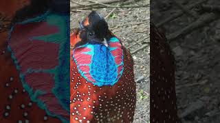 Satyr Tragopans brief frenzy outburst [upl. by Elianore626]