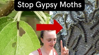 How to Kill Gypsy Moths [upl. by Nitz373]