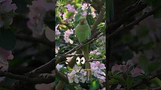 Did you Know that London is full of Parrots🦜 How Parakeets Started to Call the UK their Home 🇬🇧 [upl. by Atteynad754]