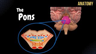 Pons  External and Internal White amp Grey matter  QUIZ  Anatomy [upl. by Yelsel]