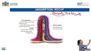 Animal Nutrition  Assimilation amp Egestion Homeostatic Control of Blood Glucose [upl. by Navarro]