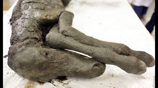 40000 year old foal discovered in permafrost [upl. by Newel]