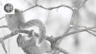 Mischievous Gray Squirrel [upl. by Cornelie]