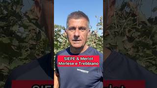 Siepe amp Merlot Merlese e Trebbiano romagnolo [upl. by Willmert]