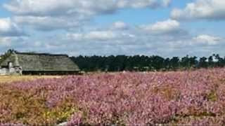 Verloren Rosmarinheide [upl. by Christis]