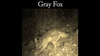 Gray fox eating berries wildlife nature fox [upl. by Ennovahs813]