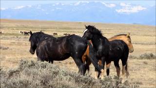 Wild Stallions fighting 2 [upl. by Nordin]