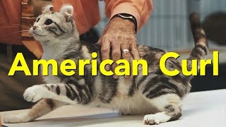 The American Curl at a TICA Cat Show [upl. by Rebmak456]