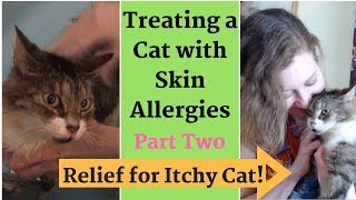 Relief for Itchy Cat Treating Skin Allergies  Home Remedies [upl. by Silbahc145]