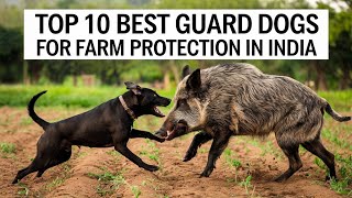 Top 10 Dog Breeds for Farm Protection in India 2025  Ultimate Guard Dogs  Petsinfomania [upl. by Elletsyrc]