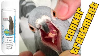 Canker Treatment Racing Pigeons 🏁 [upl. by Eardnoed]