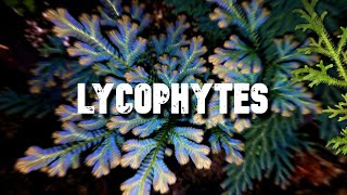 Les Lycophytes [upl. by Reiko]