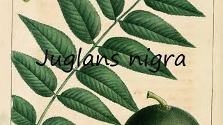 How to Pronounce Juglans nigra [upl. by Thibaut]