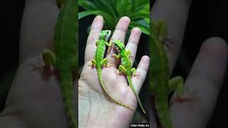 Lizardanimals shortsyoutube lizard [upl. by Orthman]