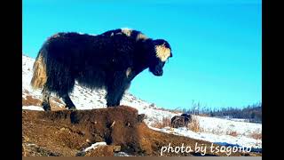 Архангай Булган сум дуу Булган тамирын хангай Bulgan sun tamiriin hangai [upl. by Ynner]