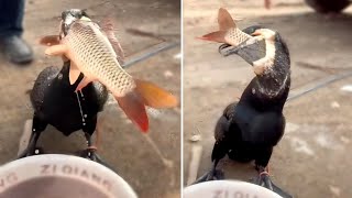 Great cormorant eats the whole fish instantly  Incredible bird [upl. by Laemaj]