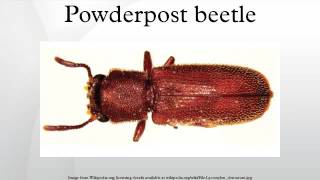 Powderpost beetle [upl. by Anitnahs419]