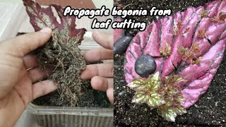 How to propagate begonia from leaf  begonia plant propagation 🌿☘️ leaf propagation [upl. by Giles948]