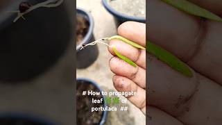 How to propagate leaf 🍀🌿 of portulaca flower 🌹🌹🌹shorts youtubeshorts gardeningtips [upl. by Ecirahs]