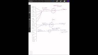 Sympathetic innervation to abdominal viscera [upl. by Lowenstern]